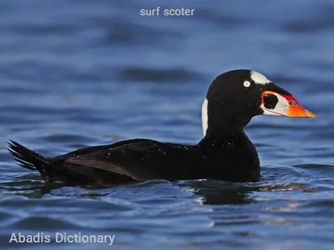 surf scoter